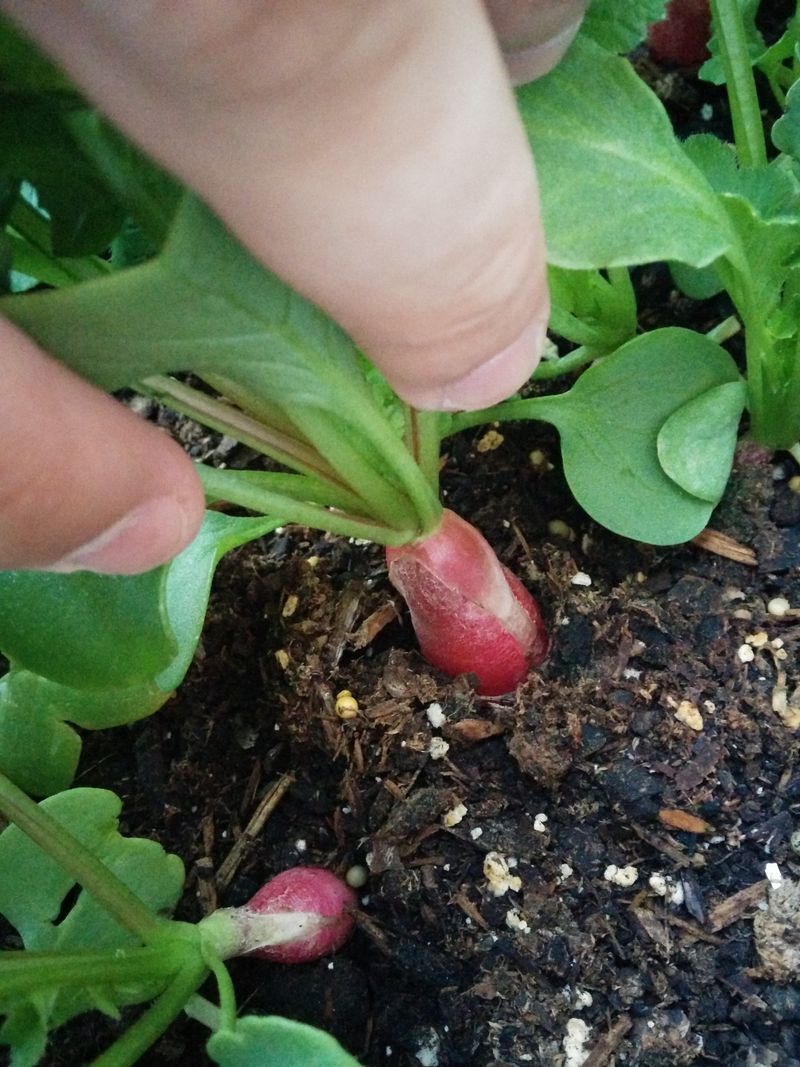 Radishes