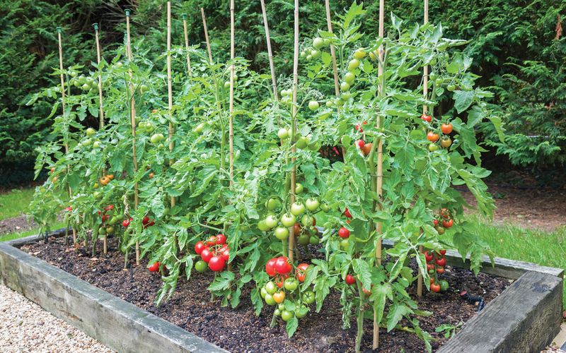 Tomatoes - Raised Bed Superstars