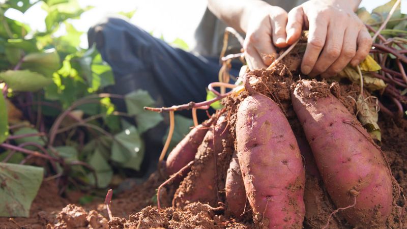 Sweet Potatoes Thrive When Others Wilt