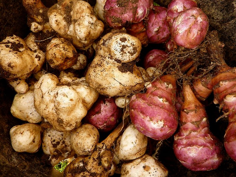 Jerusalem Artichokes