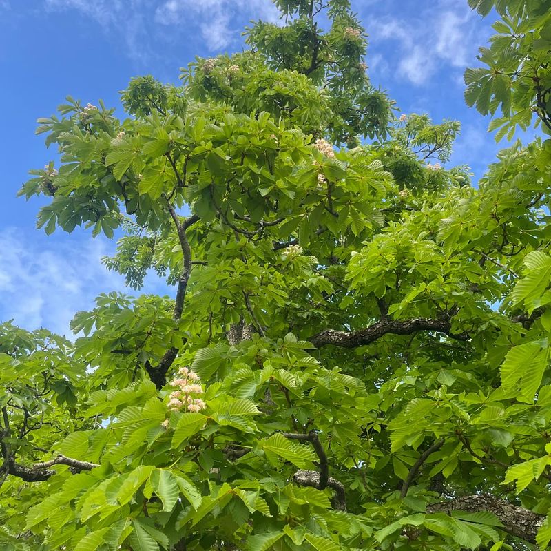 Horse Chestnut