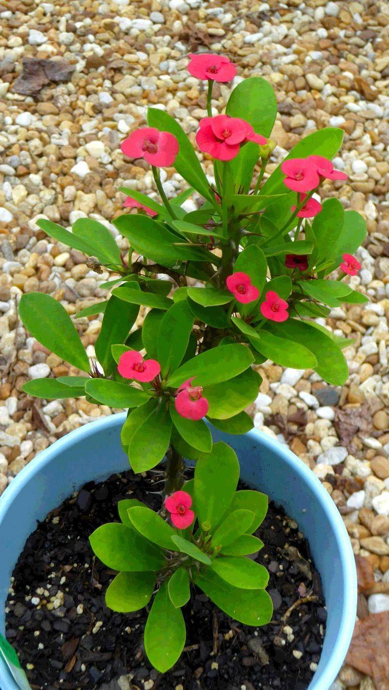 Crown of Thorns
