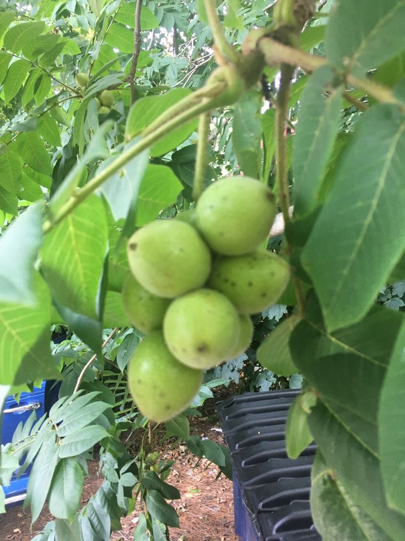 Black Walnut