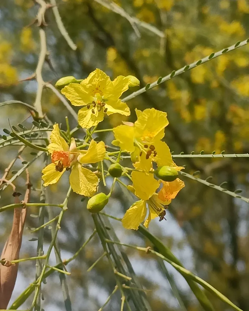 Jerusalem Thorn