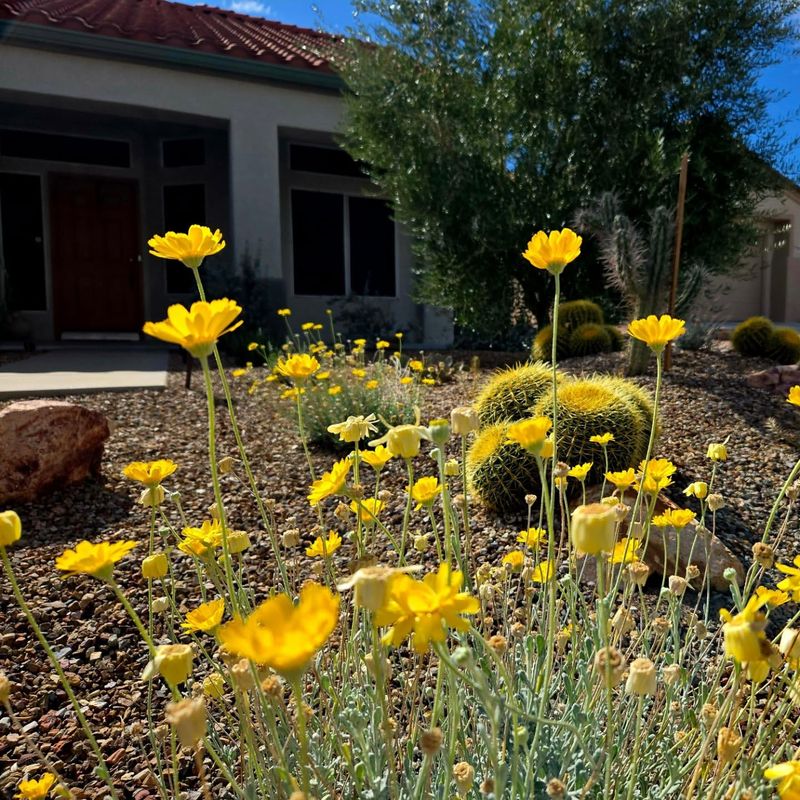 Desert Marigold