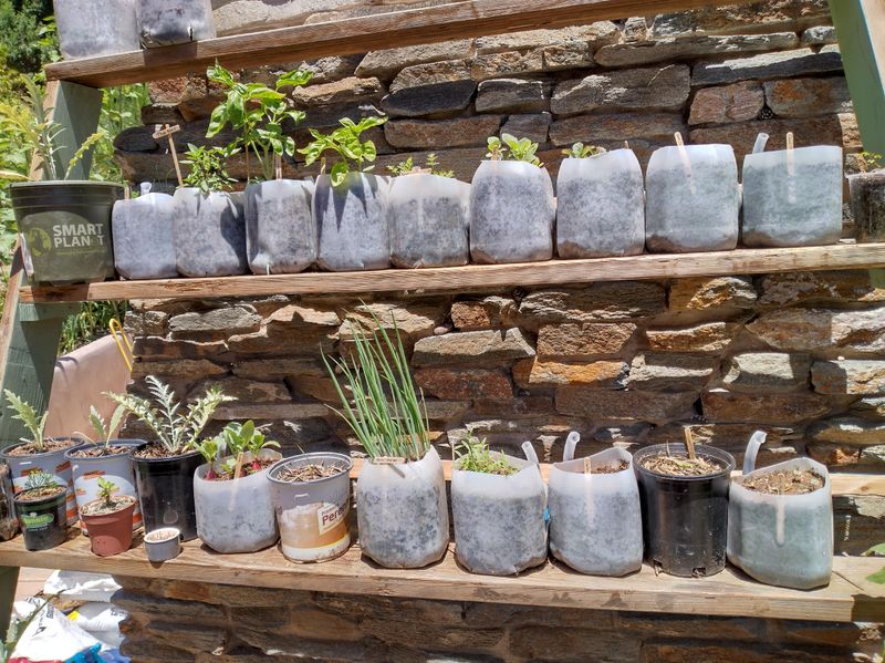 Self-Watering Milk Jug Greenhouse