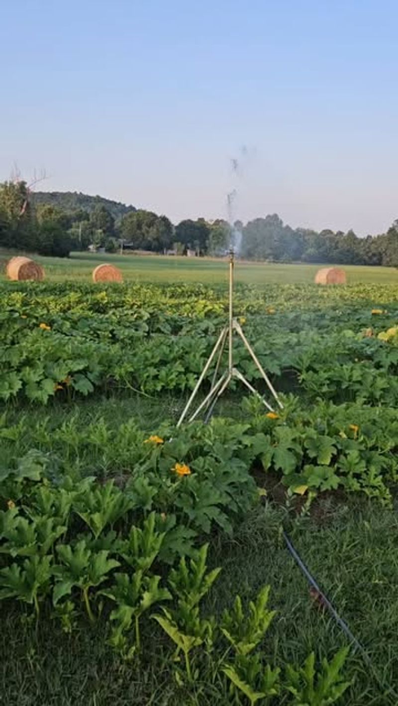 Overhead Sprinkler Addiction