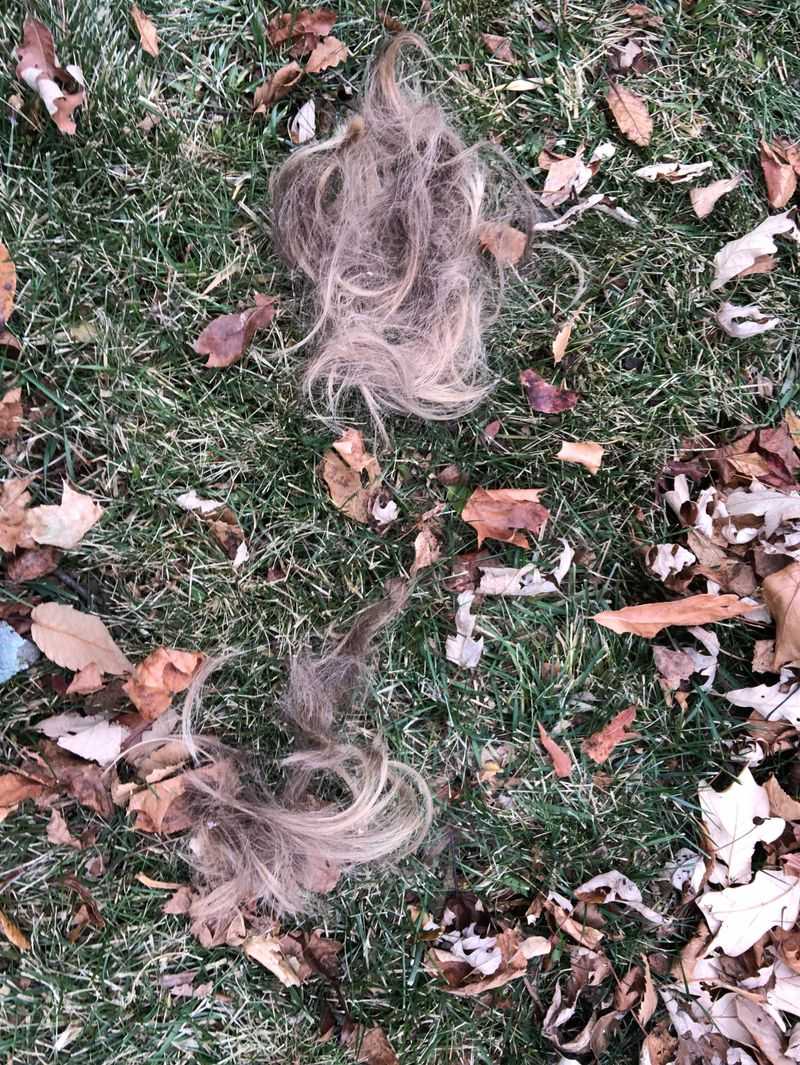 Human Hair's Predator Signal