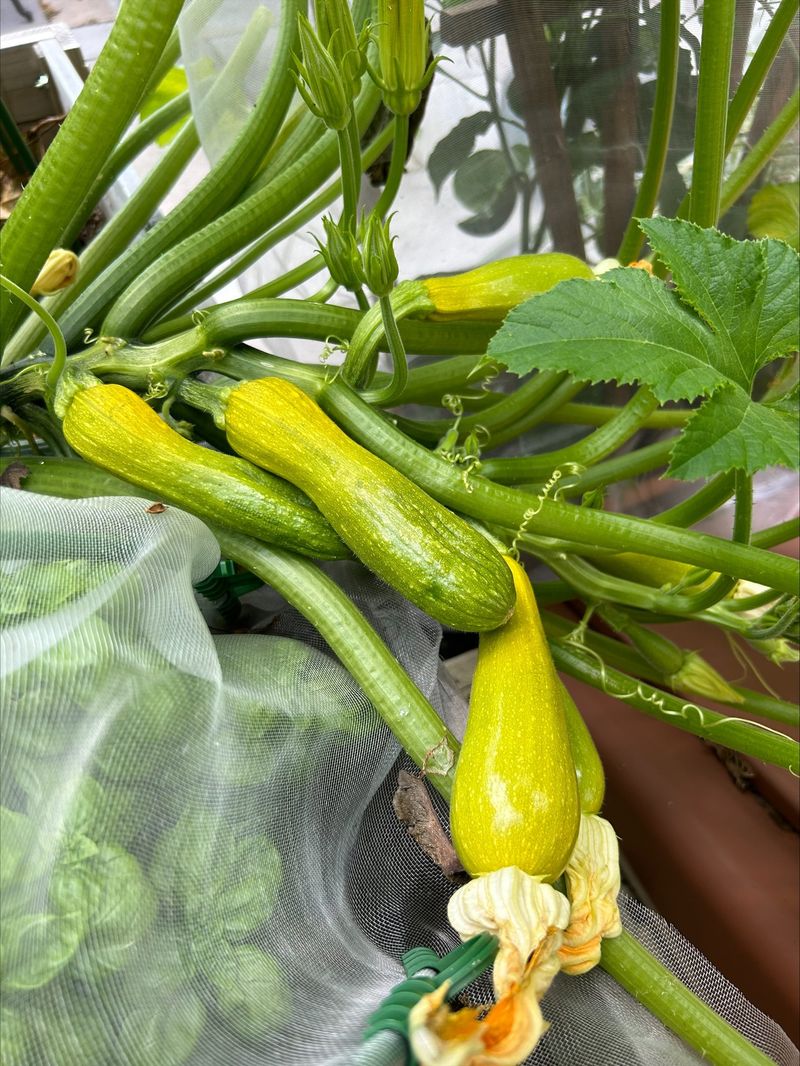 Summer Squash