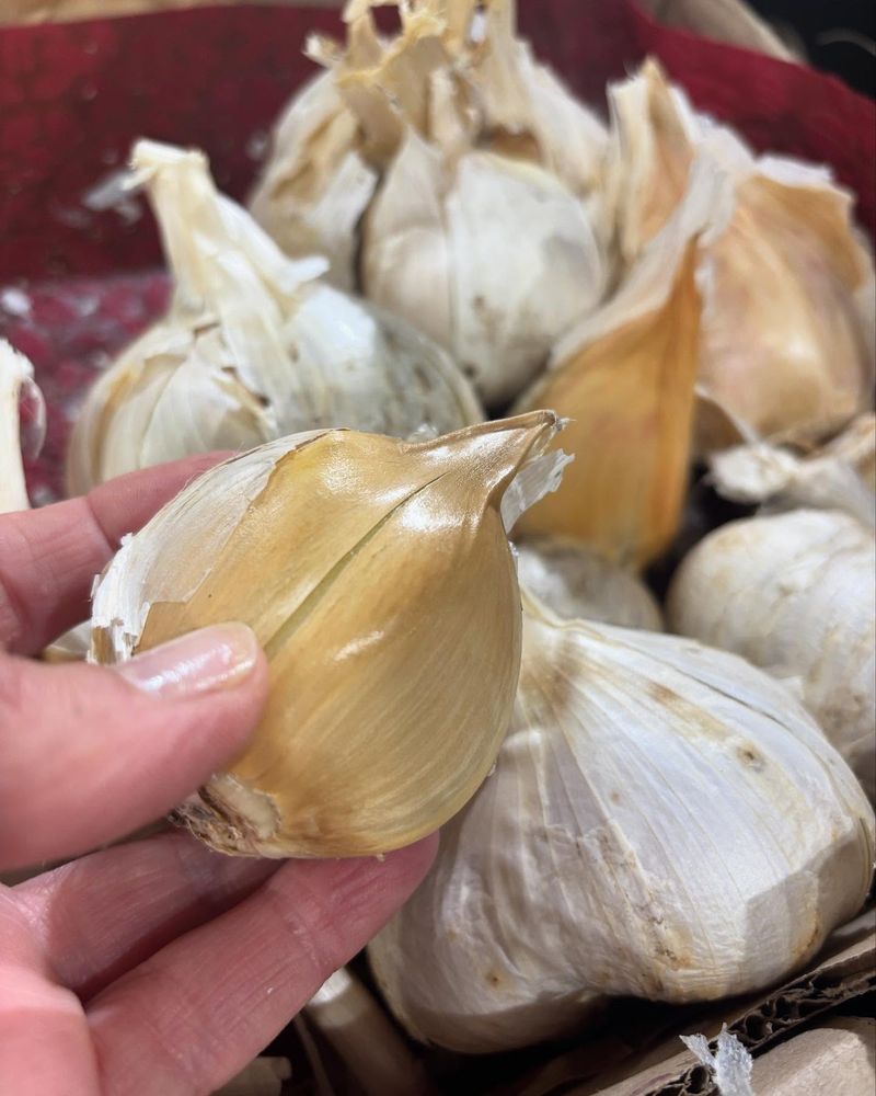 Garlic