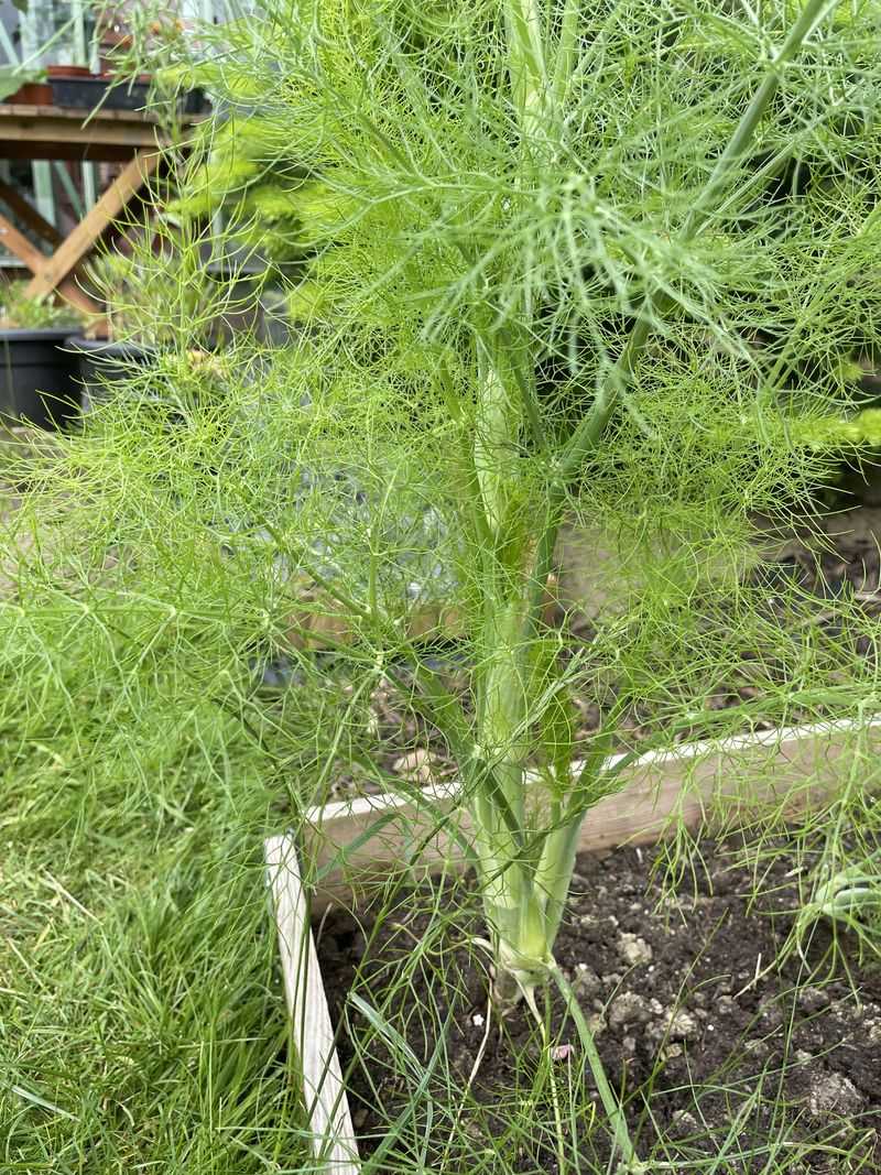 Fennel