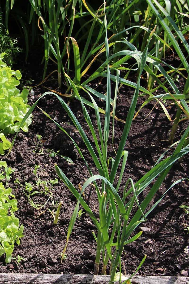 Garlic