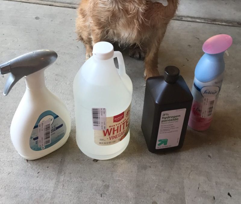 Dog Hair