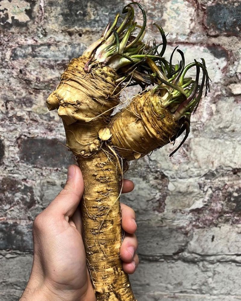 Horseradish: The Indestructible Root