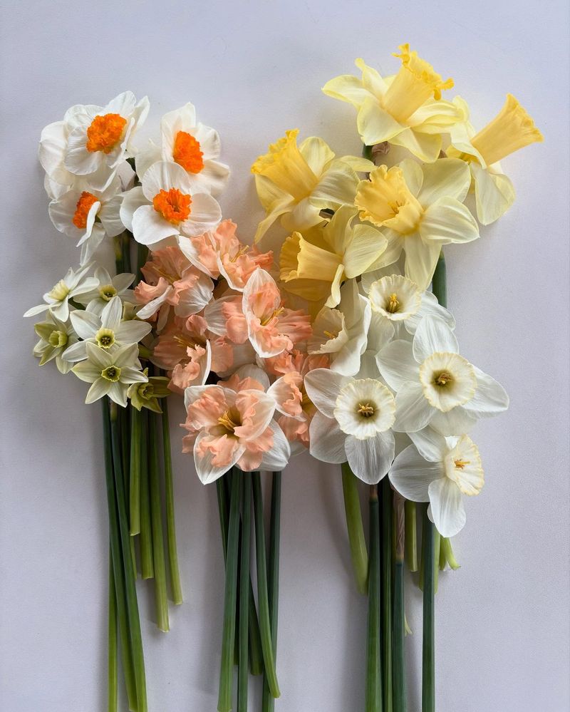 Narcissus