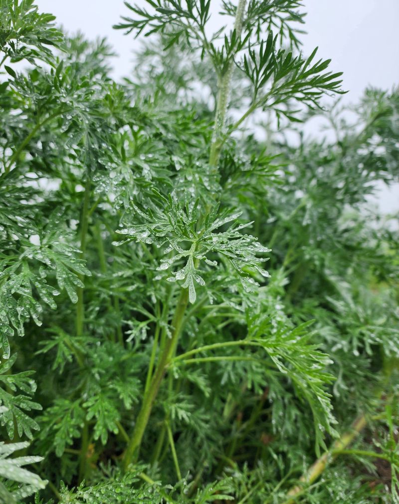 Wormwood: The Green Fairy's Source
