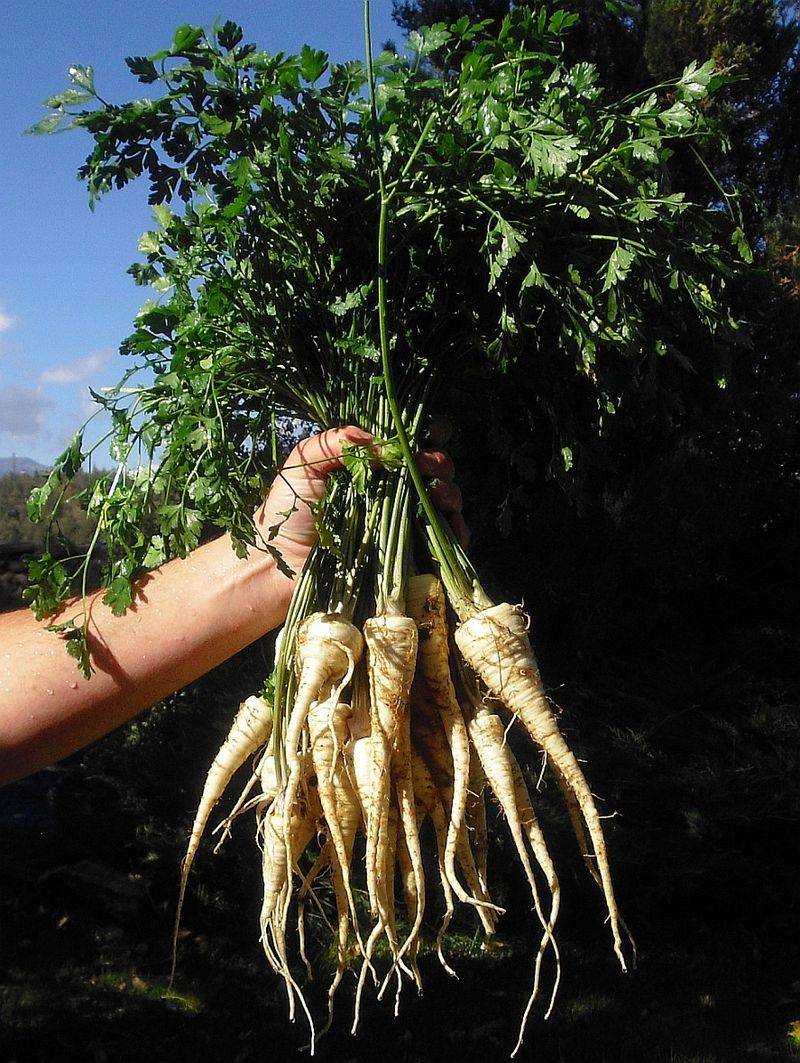Turnip-Rooted Chervil: The Forgotten Aromatic