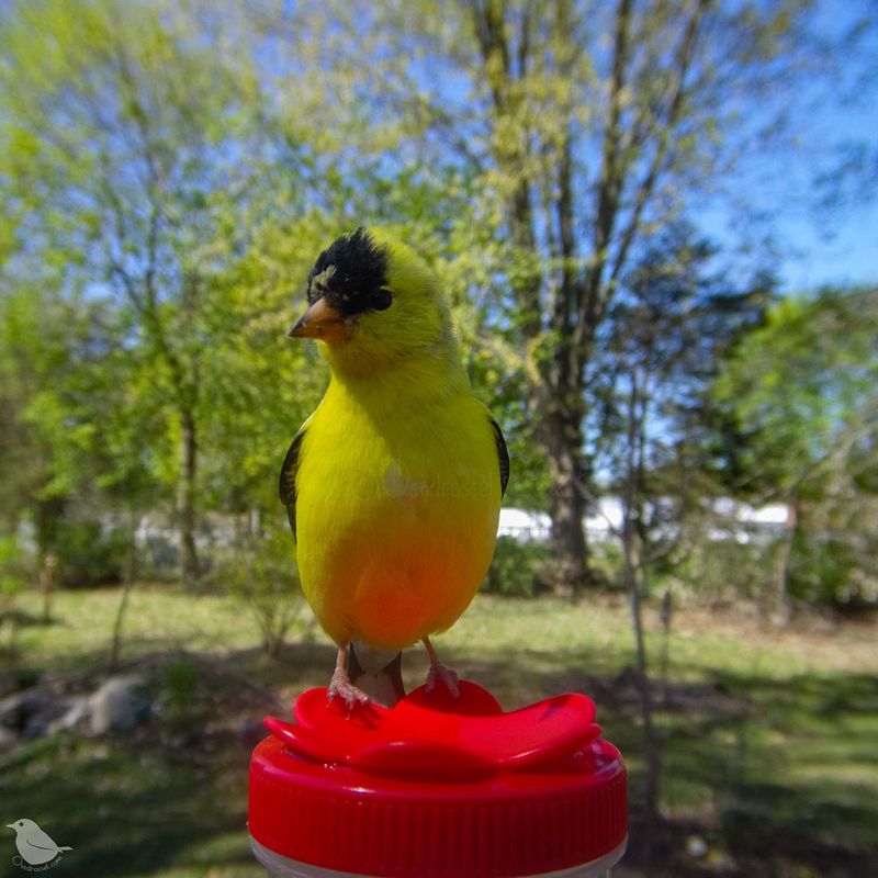 Grape Jelly Feeders Away From Other Birds