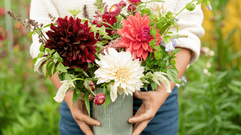 Burgundy Dahlias + Cream Zinnias