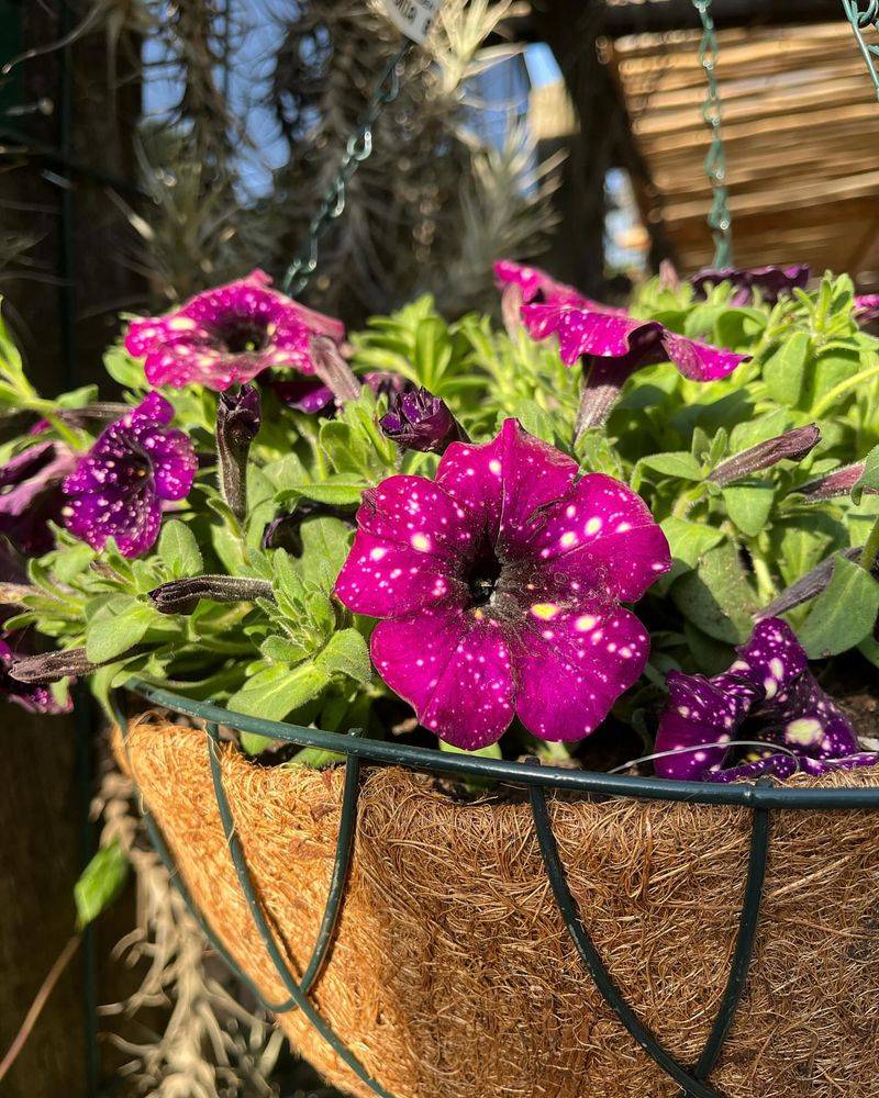 Lime Green Nicotiana with Magenta Petunias
