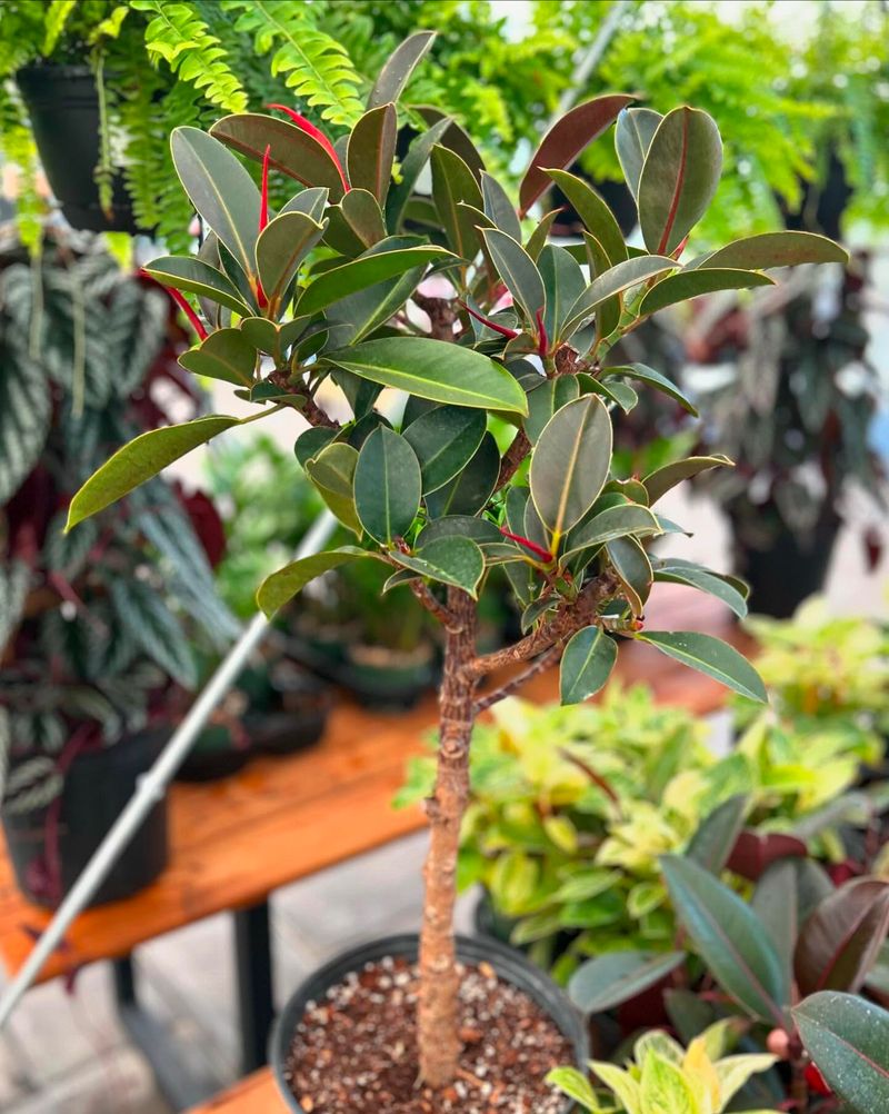 Rubber Plant Rebellion