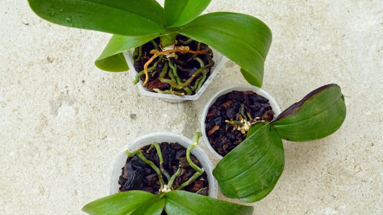 three sick orchid plants on a tabletop