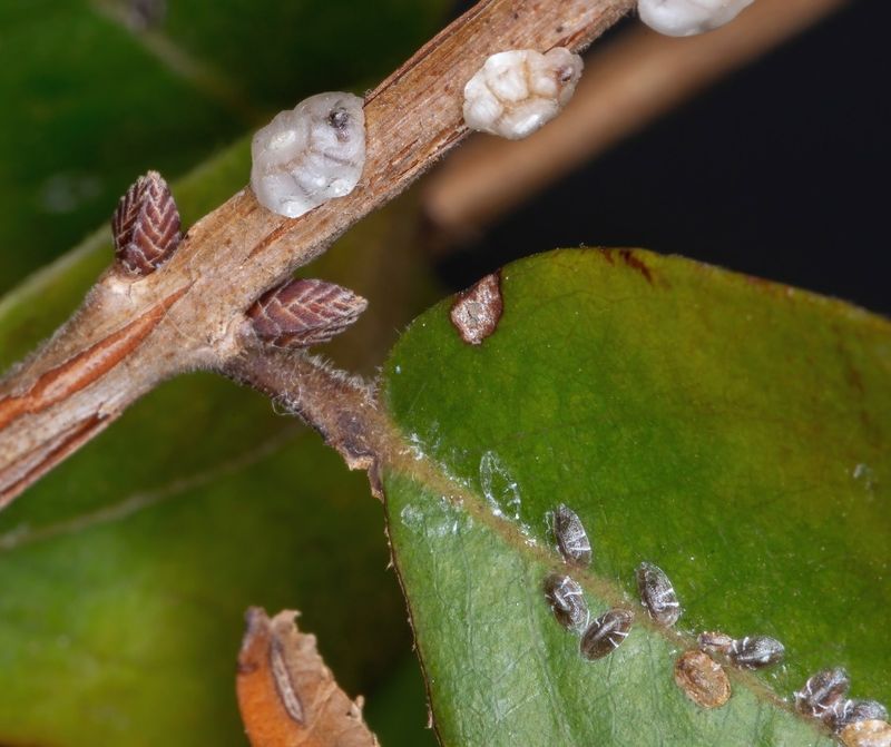 Sneaky Scale Insects