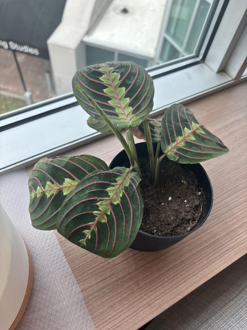 Calathea