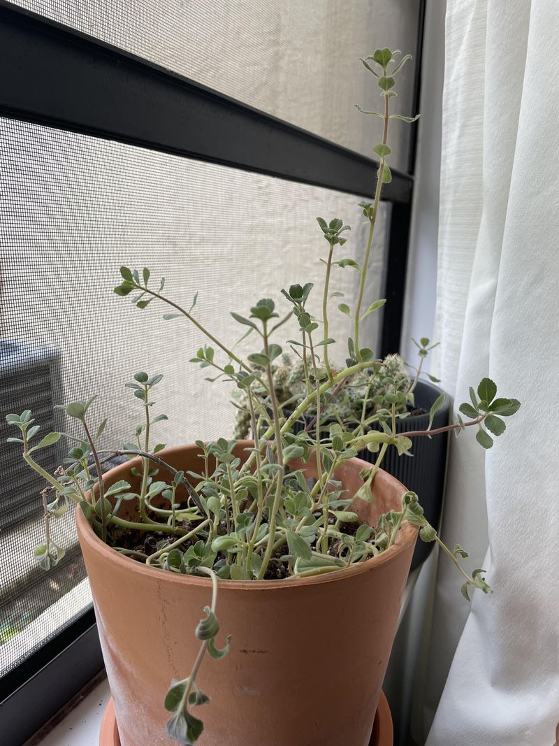 Sage: The Savory Thanksgiving Favorite