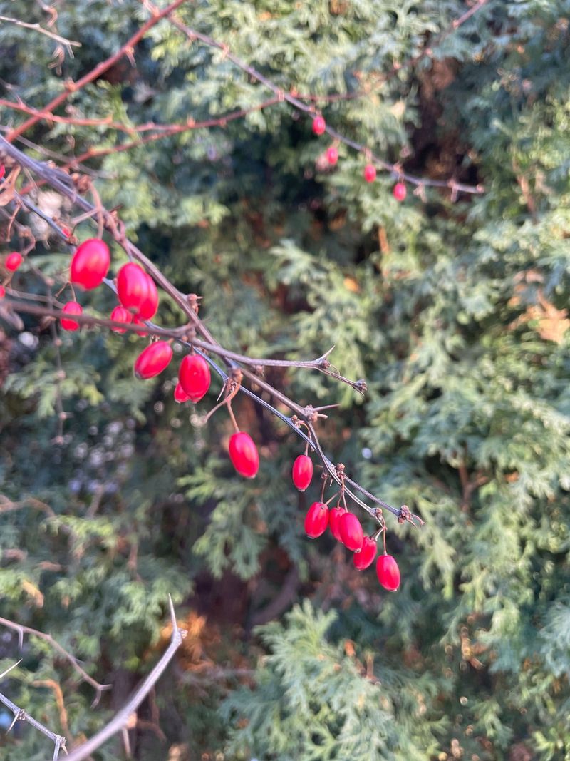 Barberry (Berberis thunbergii)