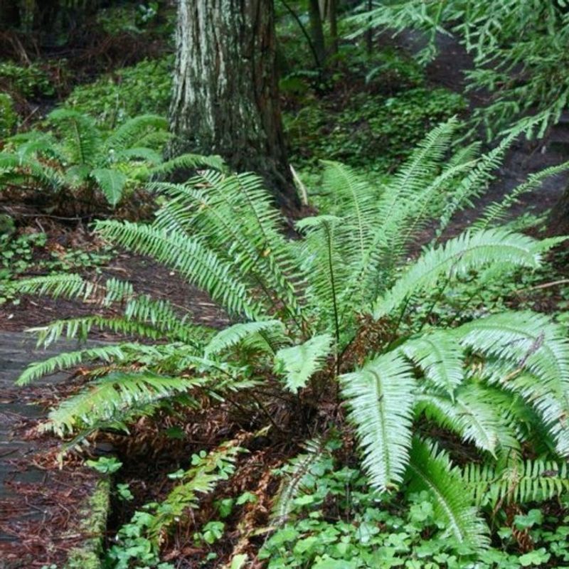 Sword Fern (Polystichum munitum)
