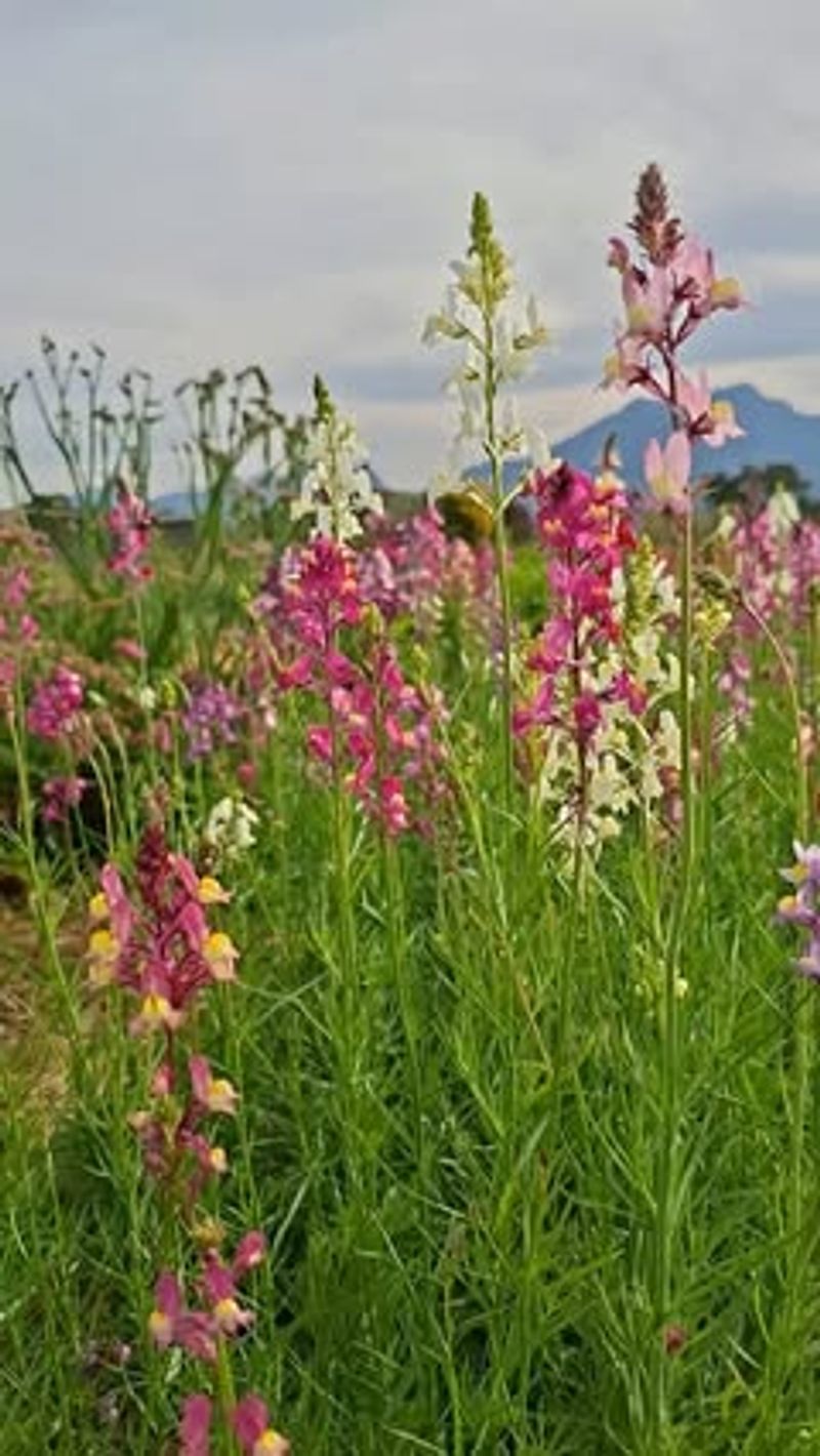 Toadflax (Linaria)