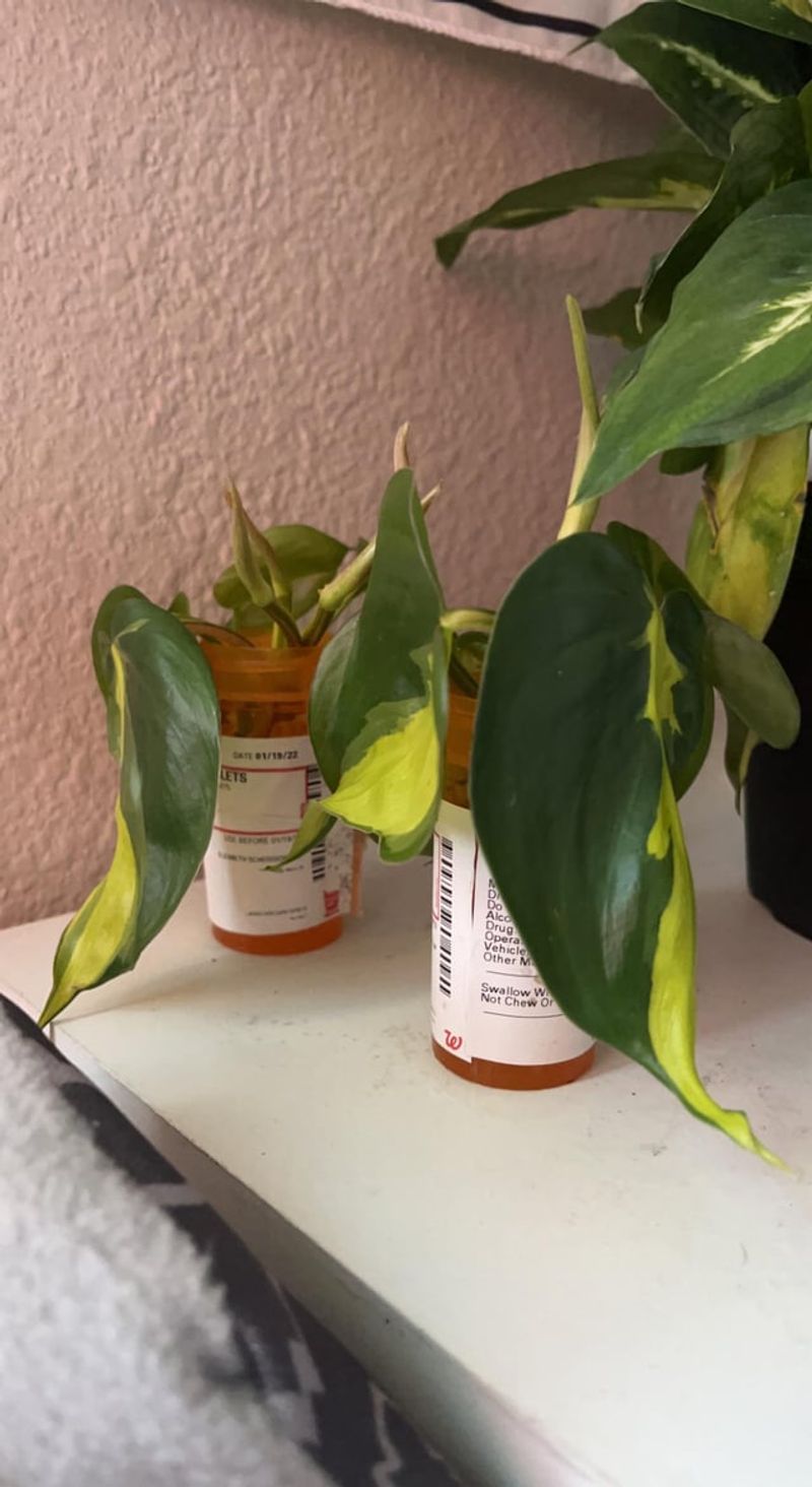 Rooting Hormone Dispensers