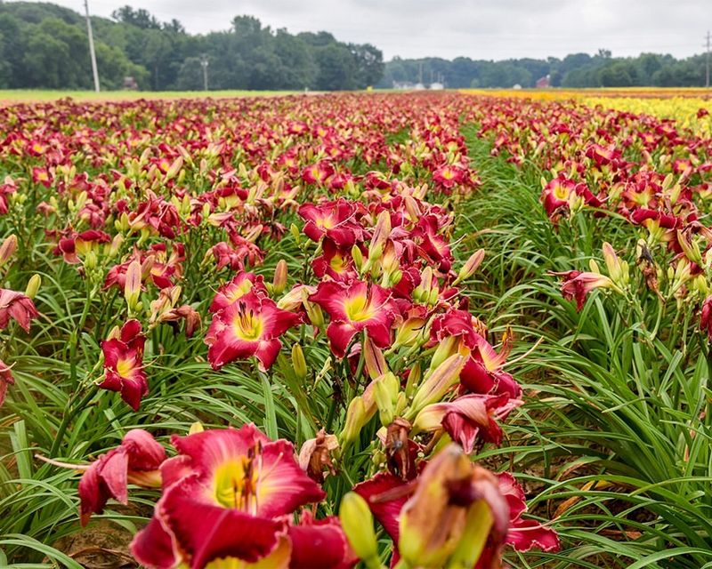 Daylilies