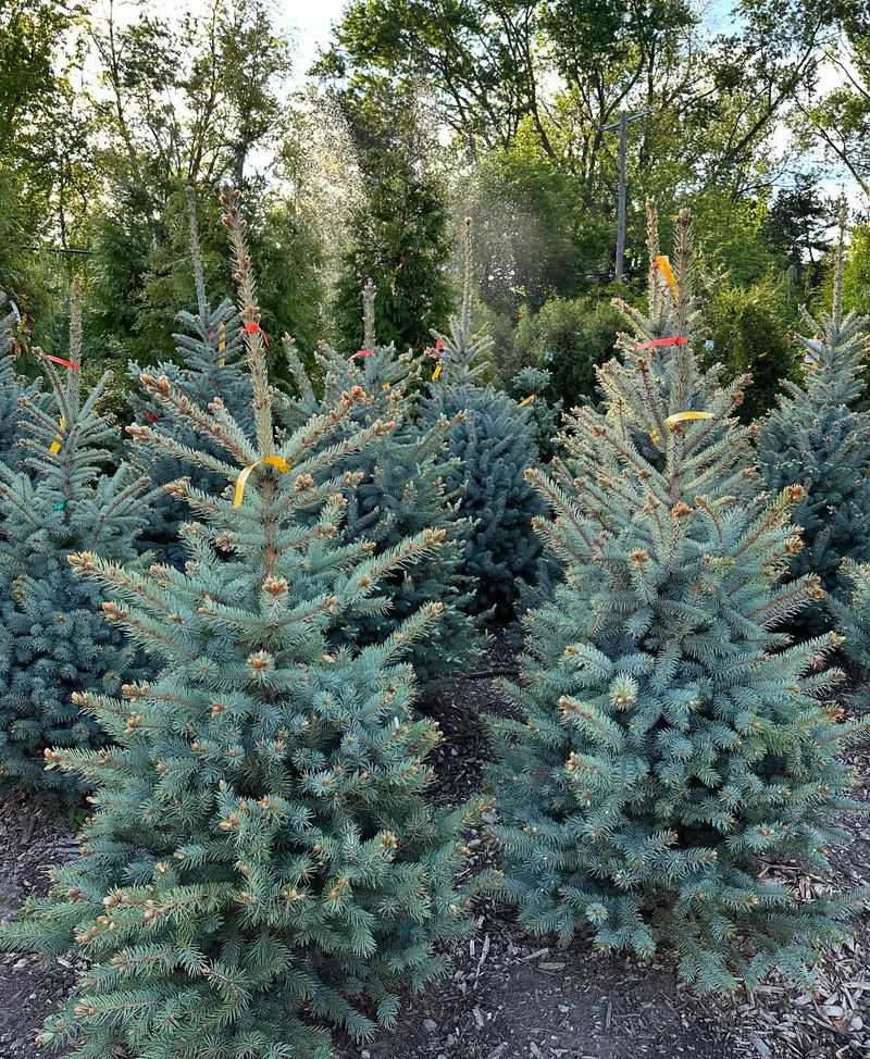 Evergreen Trees