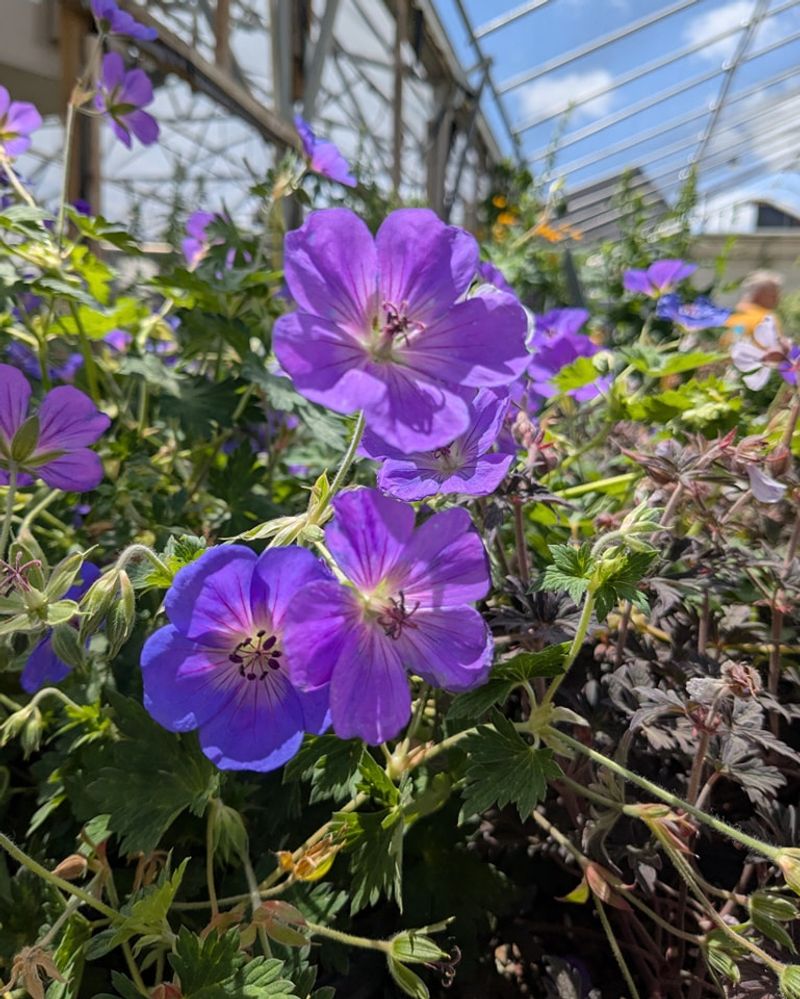 Hardy Geranium