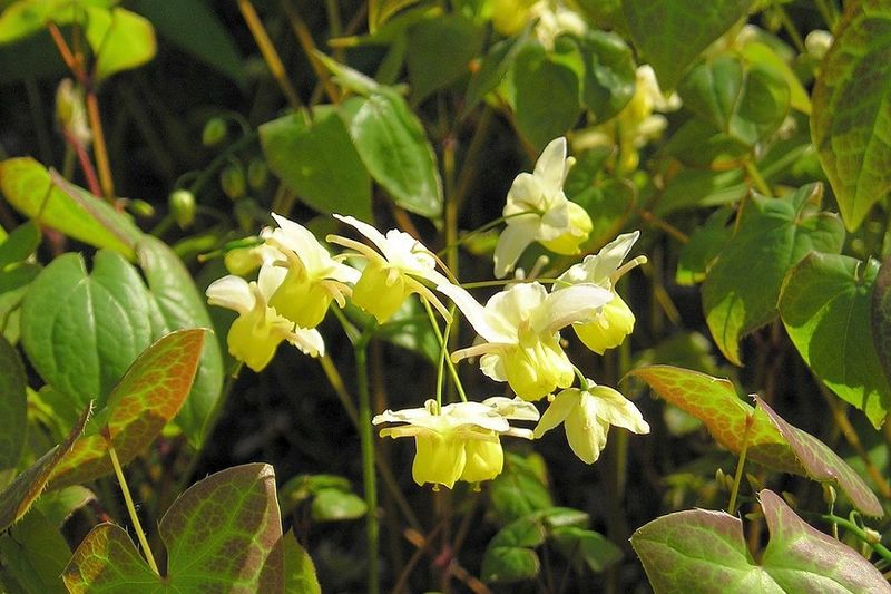Barrenwort