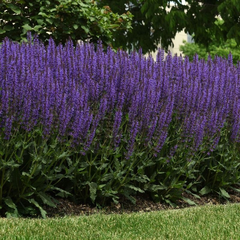 Salvia