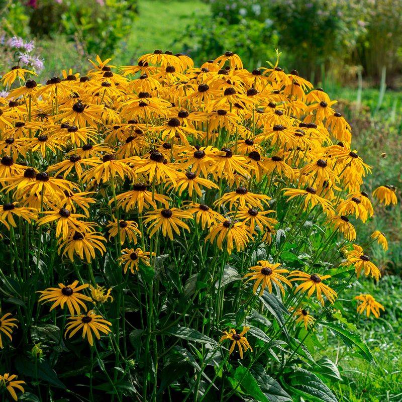 Rudbeckia