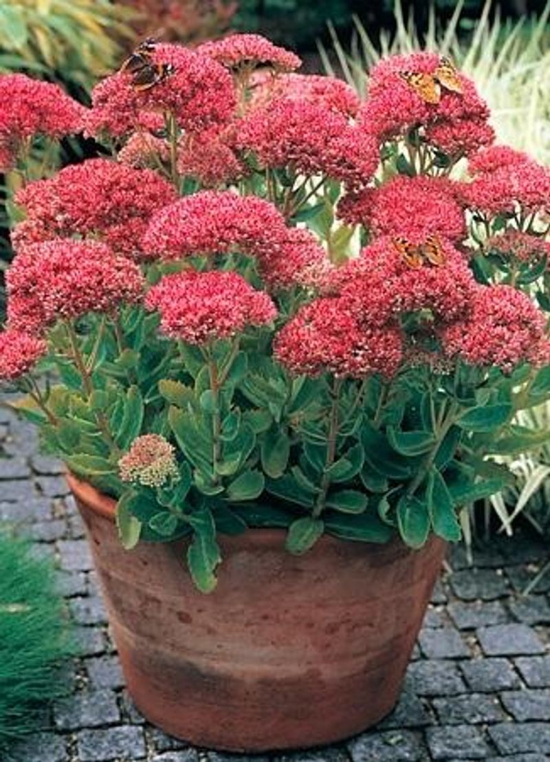 Sedum 'Autumn Joy'