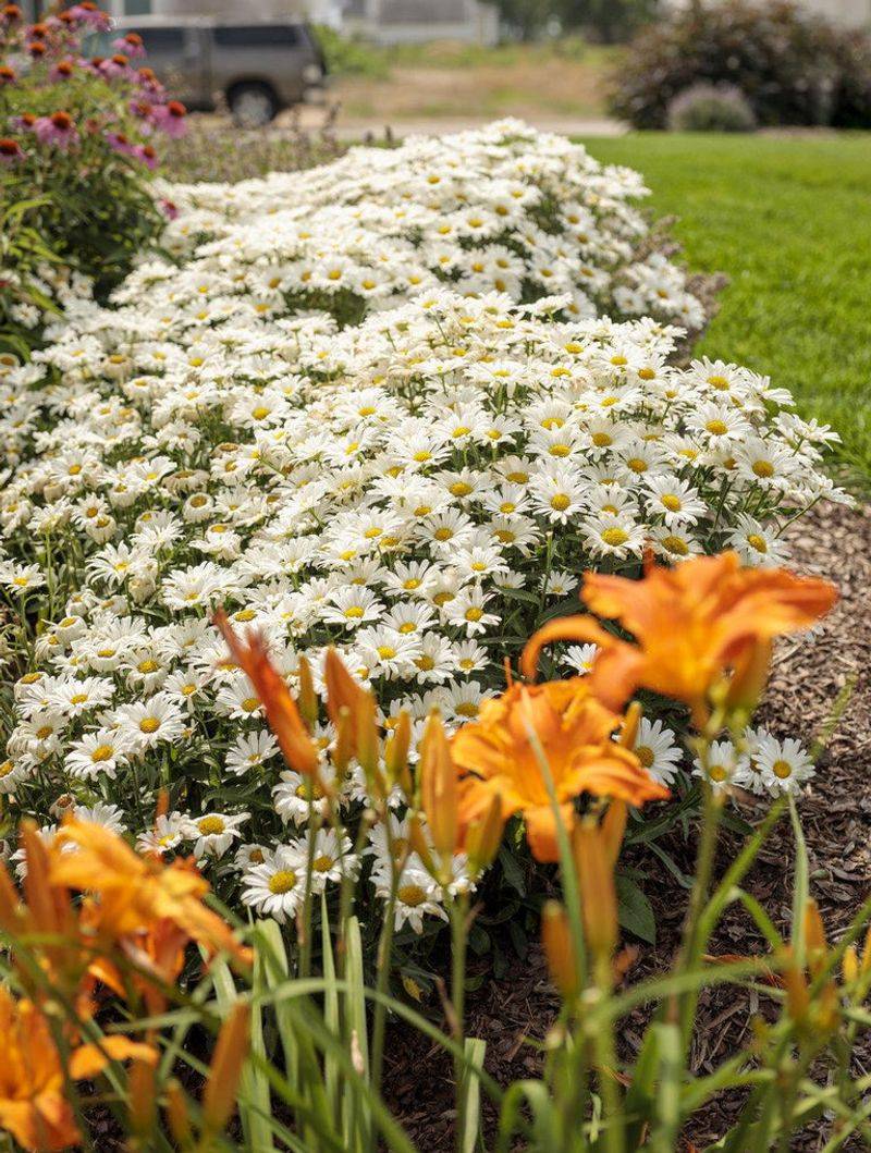 Shasta Daisies: Clean Contrast Champions