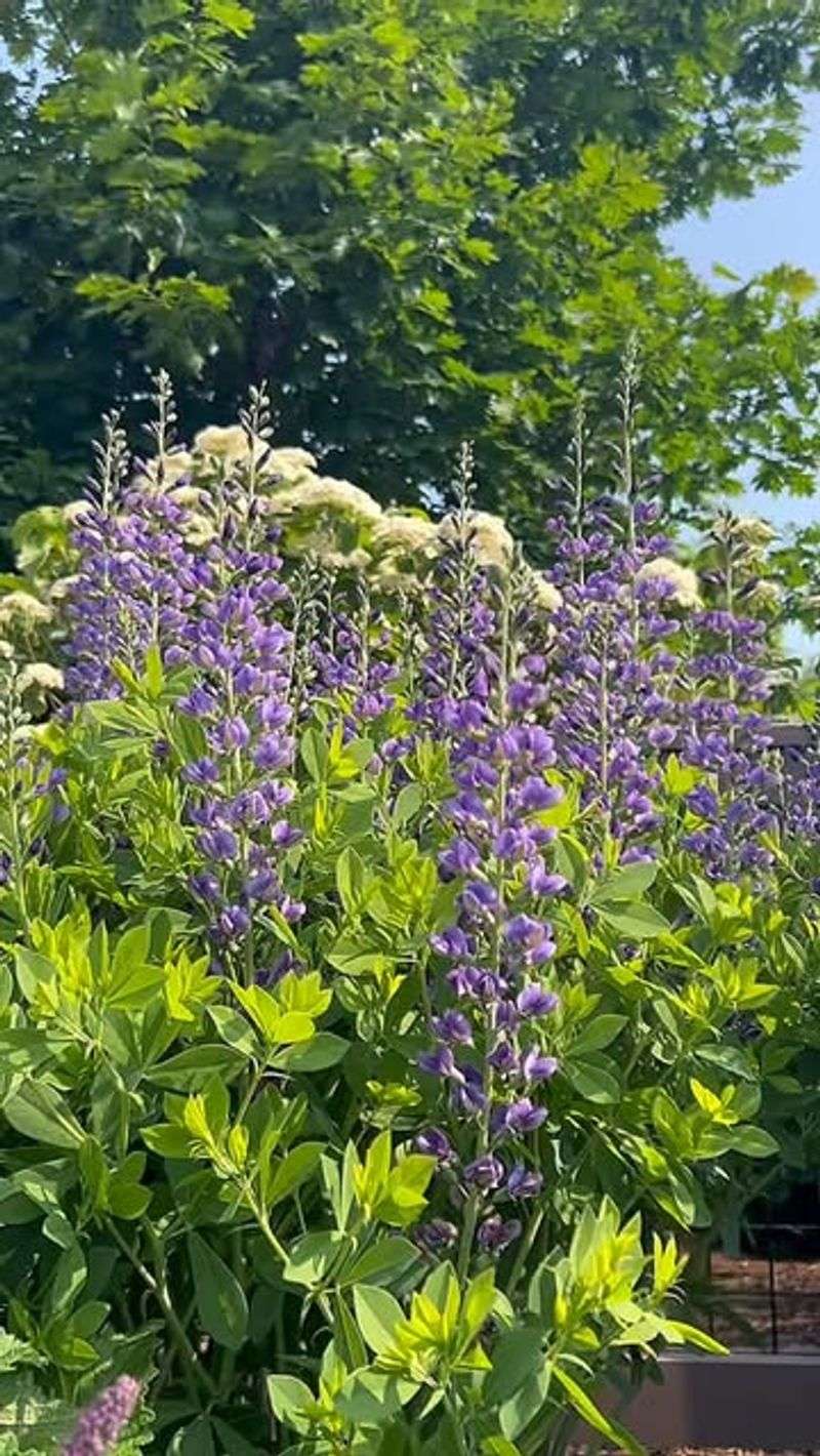 Baptisia: Blue False Indigo