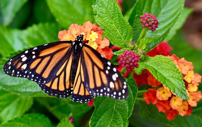 Lantana – The Butterfly Buffet