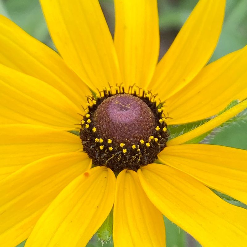 Rudbeckia