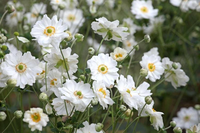 Japanese Anemone