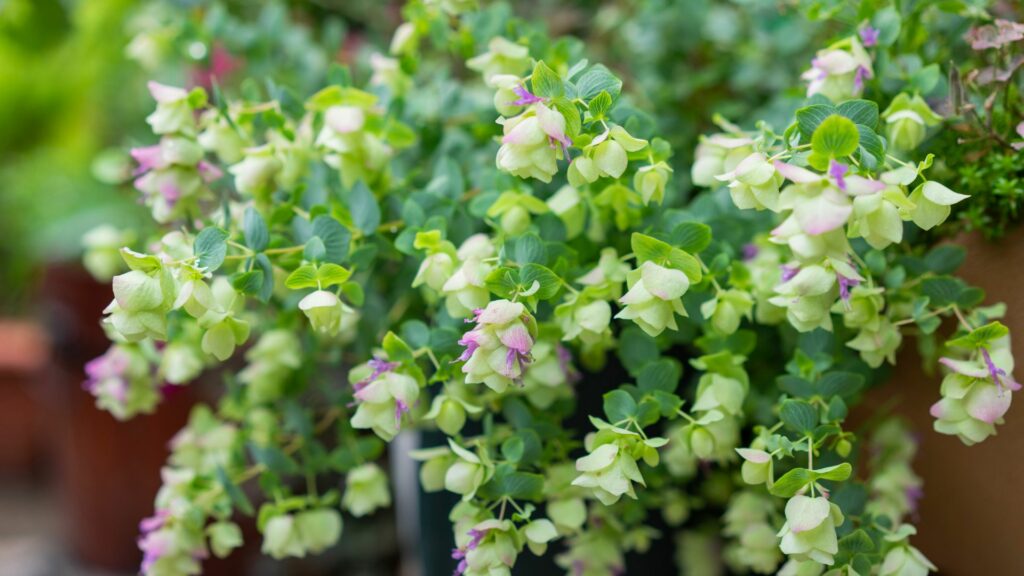 Ornamental Oregano
