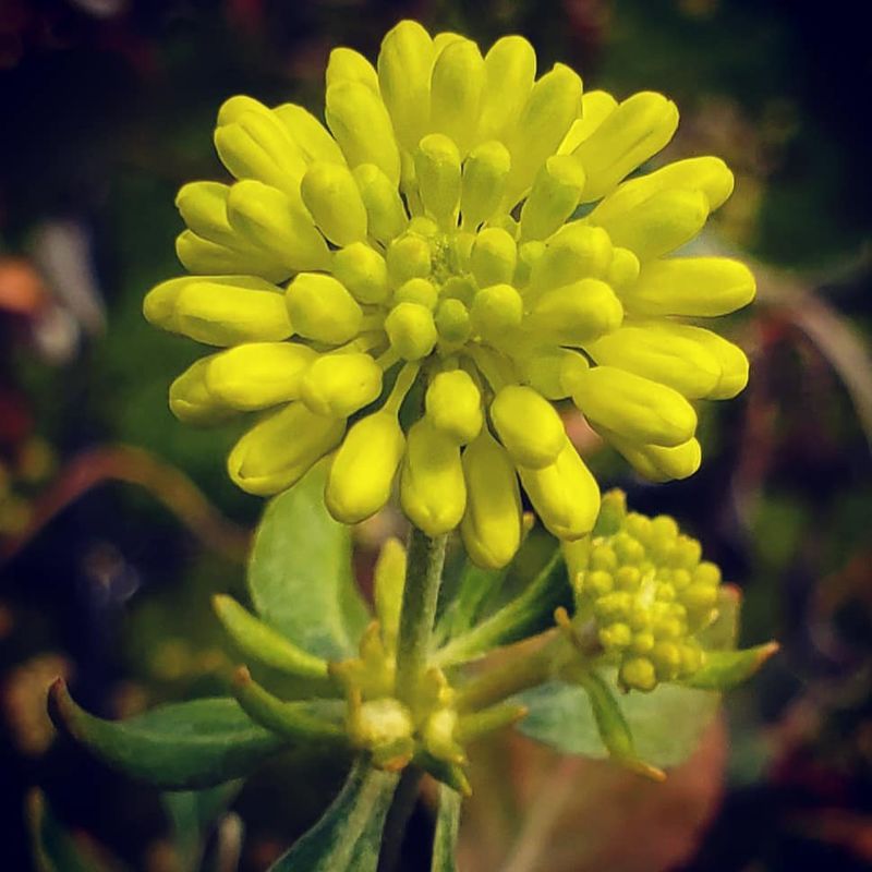 Sulfur Buckwheat