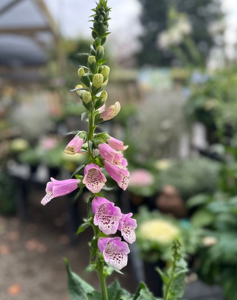 Foxglove