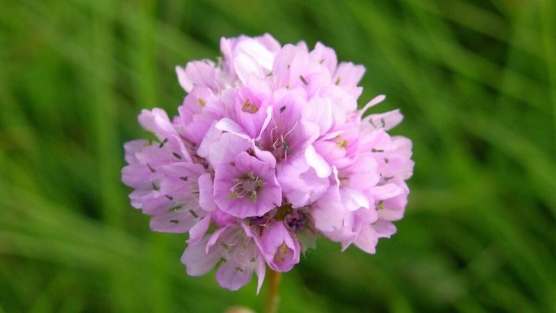Armeria