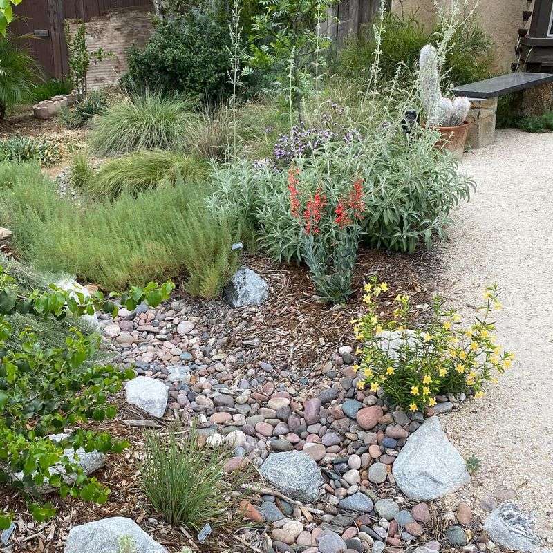 Non-Native Plant Species